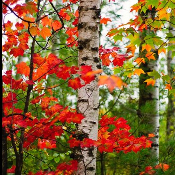 Meet your Posher, RF - Picture 4 of 16